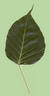 Bodhi_leaf.jpg