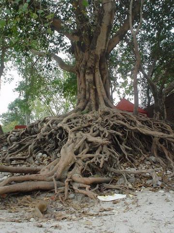 Roots_of_Peepal_Tree.jpg