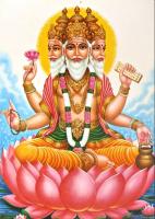 Brahma7.JPG